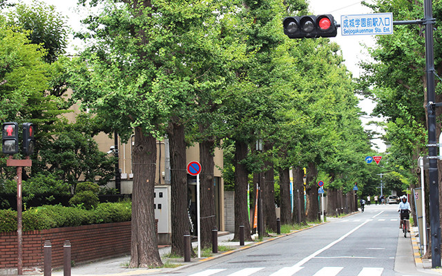 成城大学前のいちょう並木