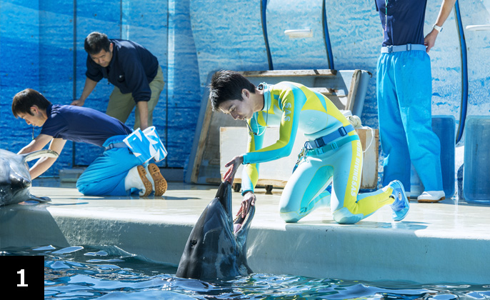 朝の健康管理の時間にバンドウイルカのミューにエサをあげる加登岡さん