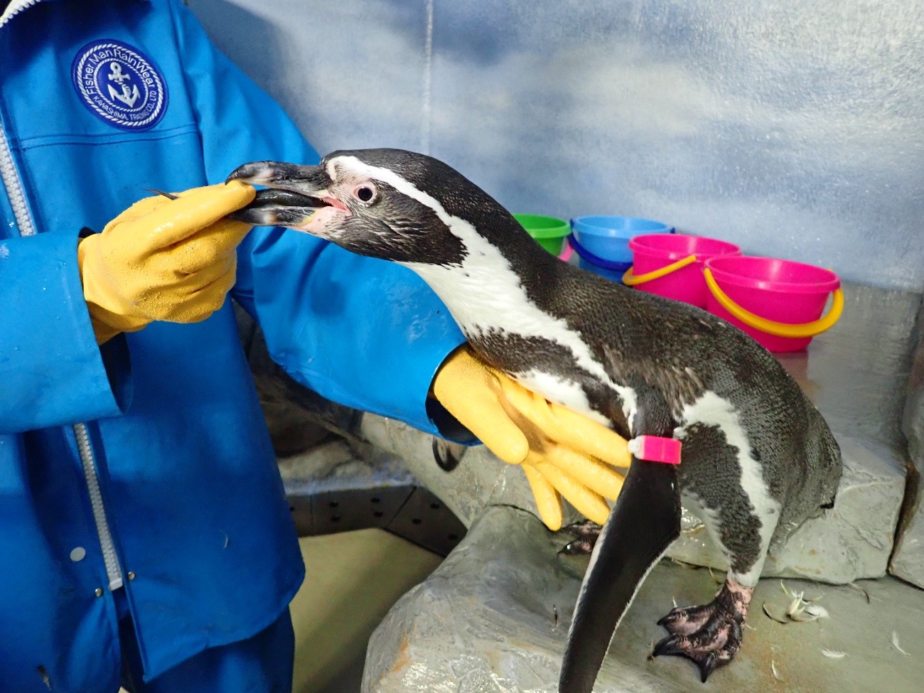 ペンギンたちにも食通がいる えのすいトリーター 小形茜 小田急ポイントカード Opカード ペンギンたちにも食通がいる えのすいトリーター 小形茜 小田急ポイントカード Opカード