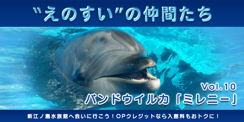 ミレニー は歳 えのすいトリーター 島森 麻衣 小田急ポイントカード Opカード