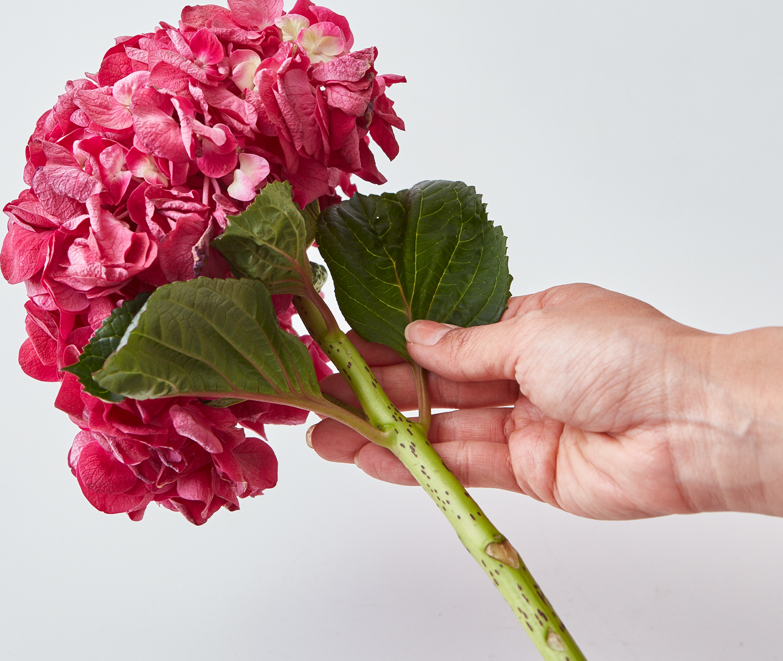 Standard Flower Vol 17 夏を待つように咲く 紫陽花 小田急ポイントカード Opカード