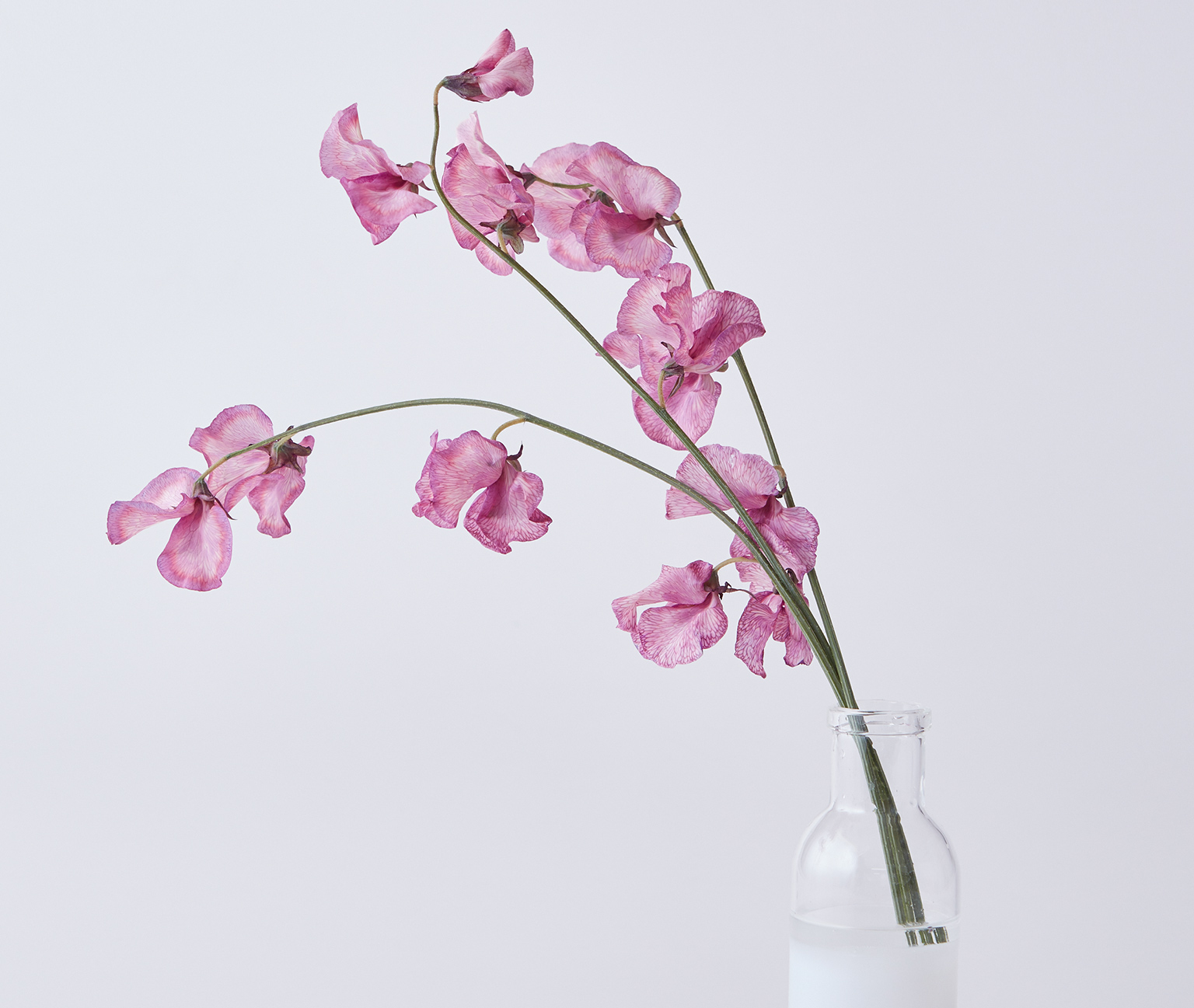 Standard Flower Vol 23 不思議な季節のスイートピー 小田急ポイントカード Opカード Standard Flower Vol 23 不思議な季節のスイートピー 小田急ポイントカード Opカード