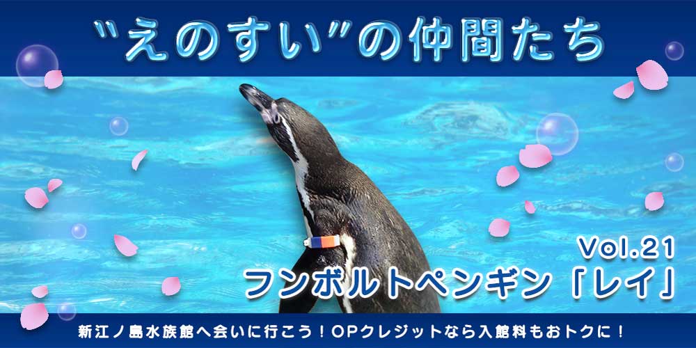 レイ 2歳になります えのすいトリーター 城戸 暖菜 小田急ポイントカード Opカード