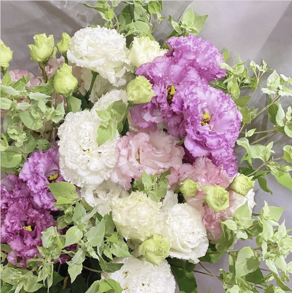 Standard Flower Vol 27 アリウムは幻想のように 後編 小田急ポイントカード Opカード Standard Flower Vol 27 アリウムは幻想のように 後編 小田急ポイントカード Opカード