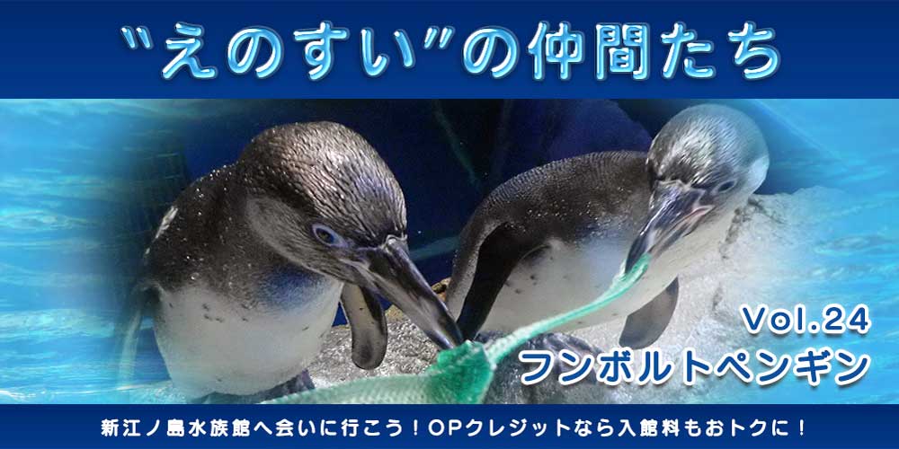 大好きなおもちゃ えのすいトリーター 矢作 茉奈 小田急ポイントカード Opカード